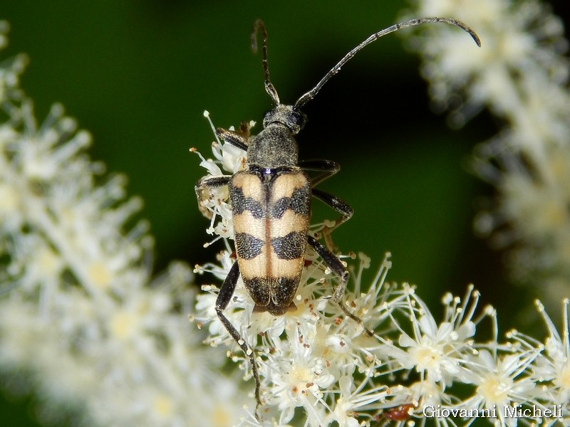 Cerambycidae: Pachytodes cerambyciformis